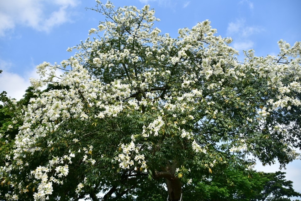 健康公園美人樹。(記者劉明福翻攝)