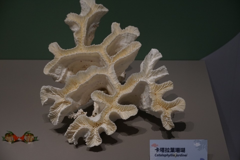 卡塔拉葉珊瑚。(記者林志強翻攝)