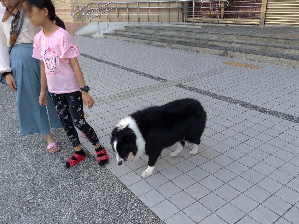 熱心婦人與女兒發現走失的牧羊犬。(記者白信東翻攝)