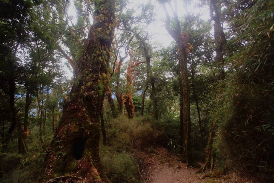 觀霧國家森林遊樂區蜜月小徑 (新竹林區管理處提供)。(記者詹美子翻攝)