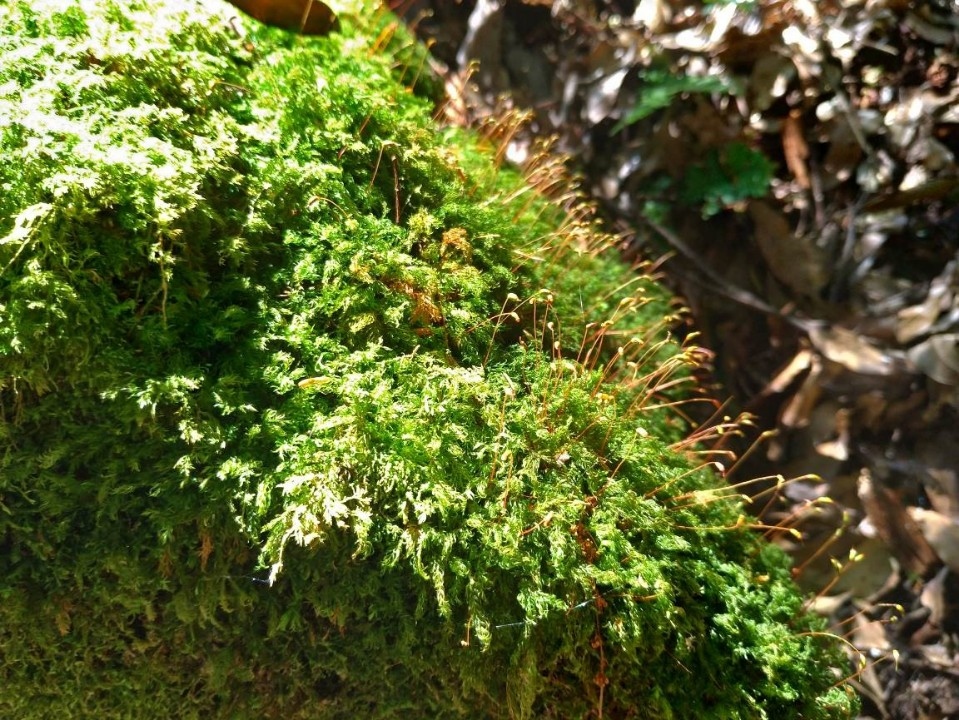觀霧國家森林遊樂區蜜月小徑附生植物(新竹林區管理處提供)。(記者詹美子翻攝)