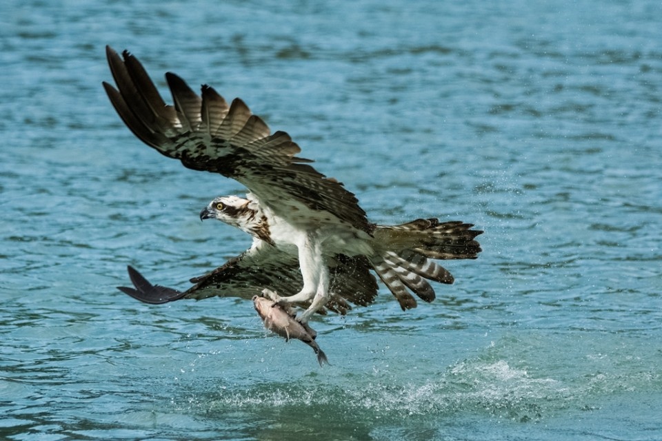 魚鷹獵魚-生態攝影比賽金牌。(特派員孫崇文翻攝)