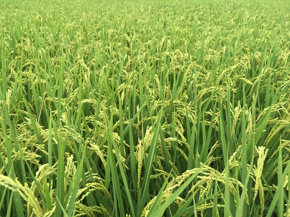 水稻保險有助安定農友收益。(記者李煥勇翻攝)