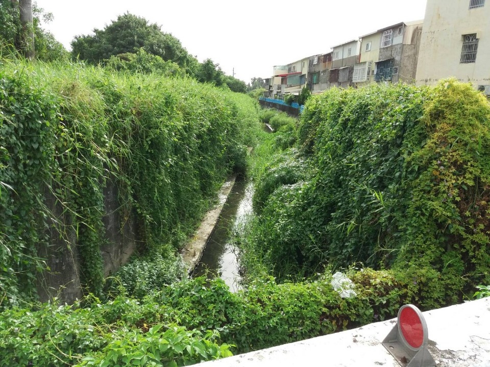 虎溪里是斗六市最大里有待相關單位重視，早日清除水溝雜草，使民眾安心。（記者張達雄攝影）