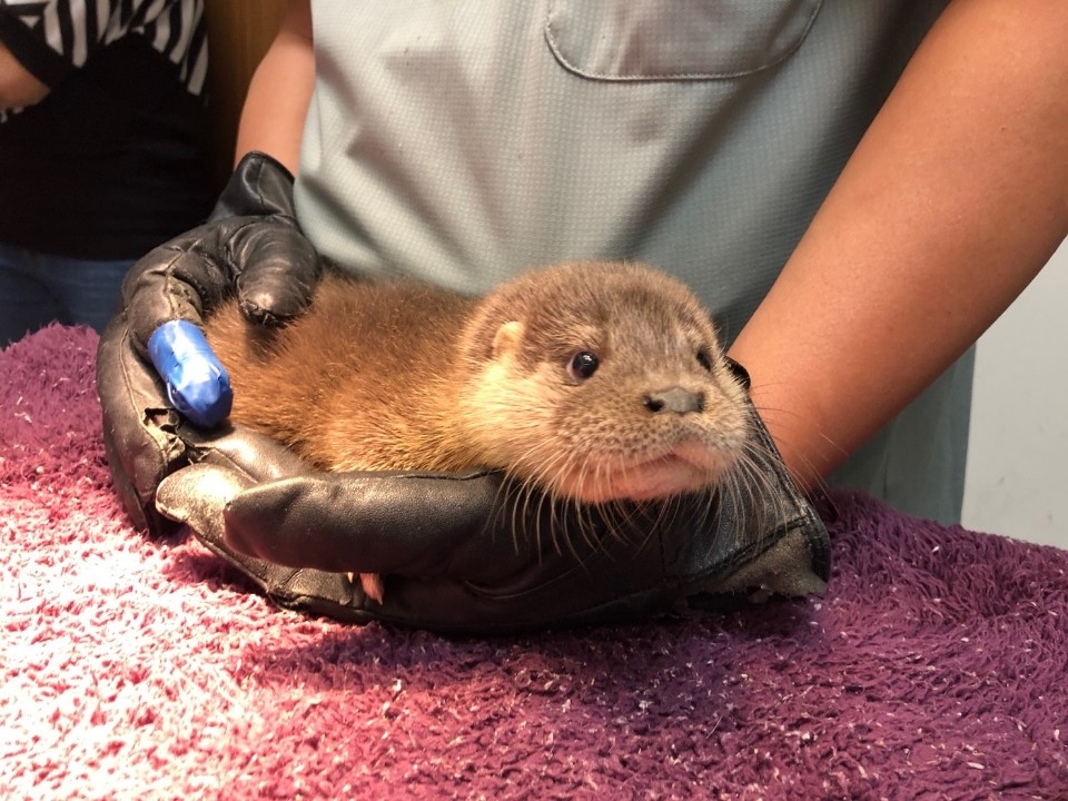 小水獺遊蕩停車場 縣府後送臺北市立動物園。(記者吳旻高翻攝)