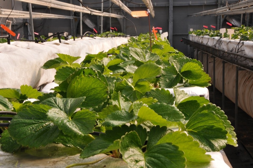 再生介質栽培杏鮑菇與設施草莓 永續農業資源。(特派員孫崇文翻攝)