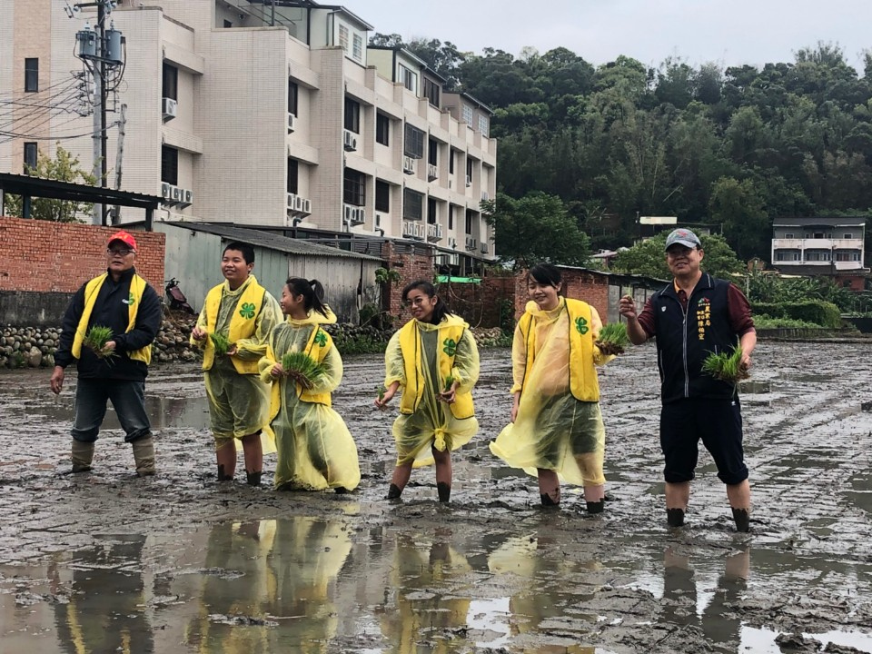 高美濕地美景現身外埔 中市府推彩繪稻田插秧體驗。(記者劉明福翻攝)