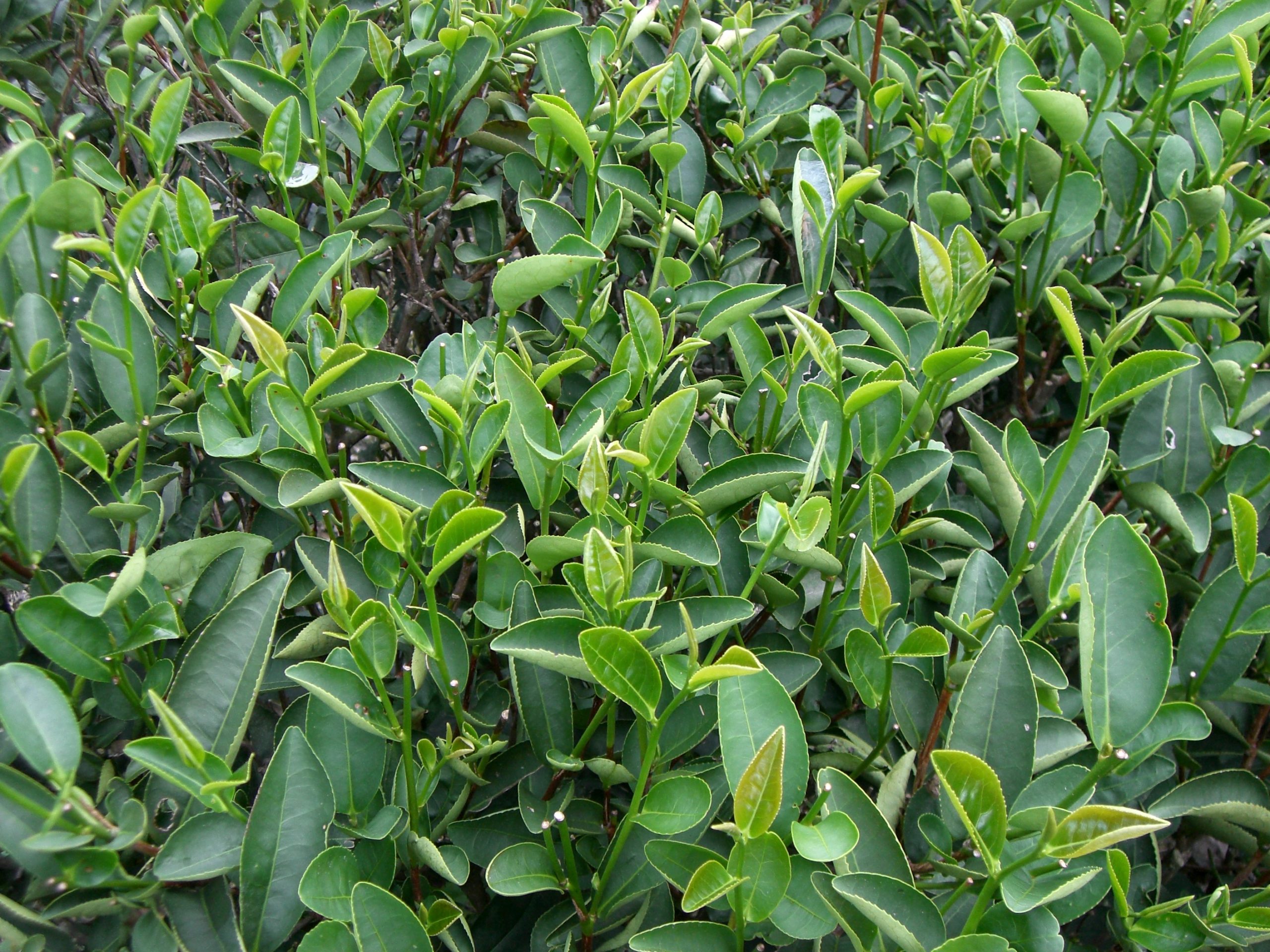 三峽茶樹特有品種-青心柑仔。(記者曾憲群翻攝)
