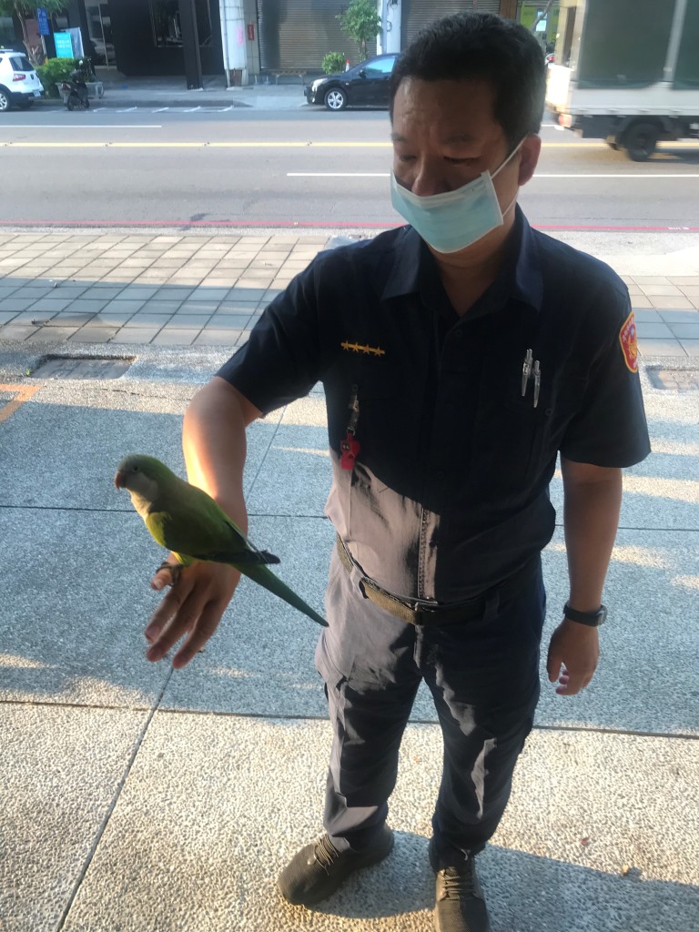 迷途鸚鵡主動棲息警方手上。(記者劉明吉翻攝)