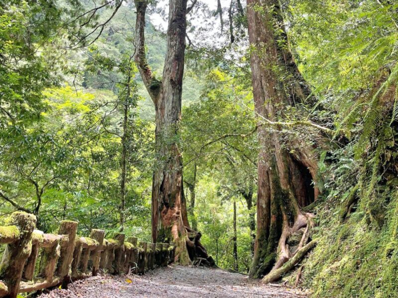 營造自己的植森活　北臺灣5處國家森林遊樂區3/12同步贈苗邀您來趟森林小旅行
