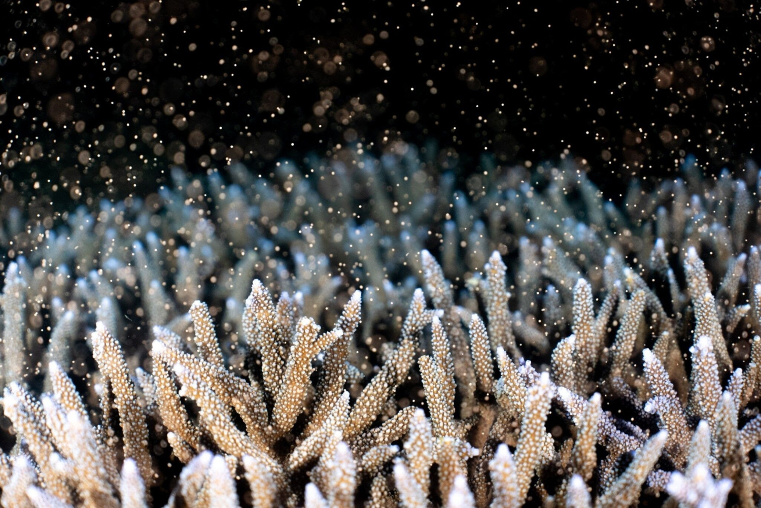 澎湖鎖港杭灣珊瑚有成  紫色軸孔珊瑚產卵現夢幻場景