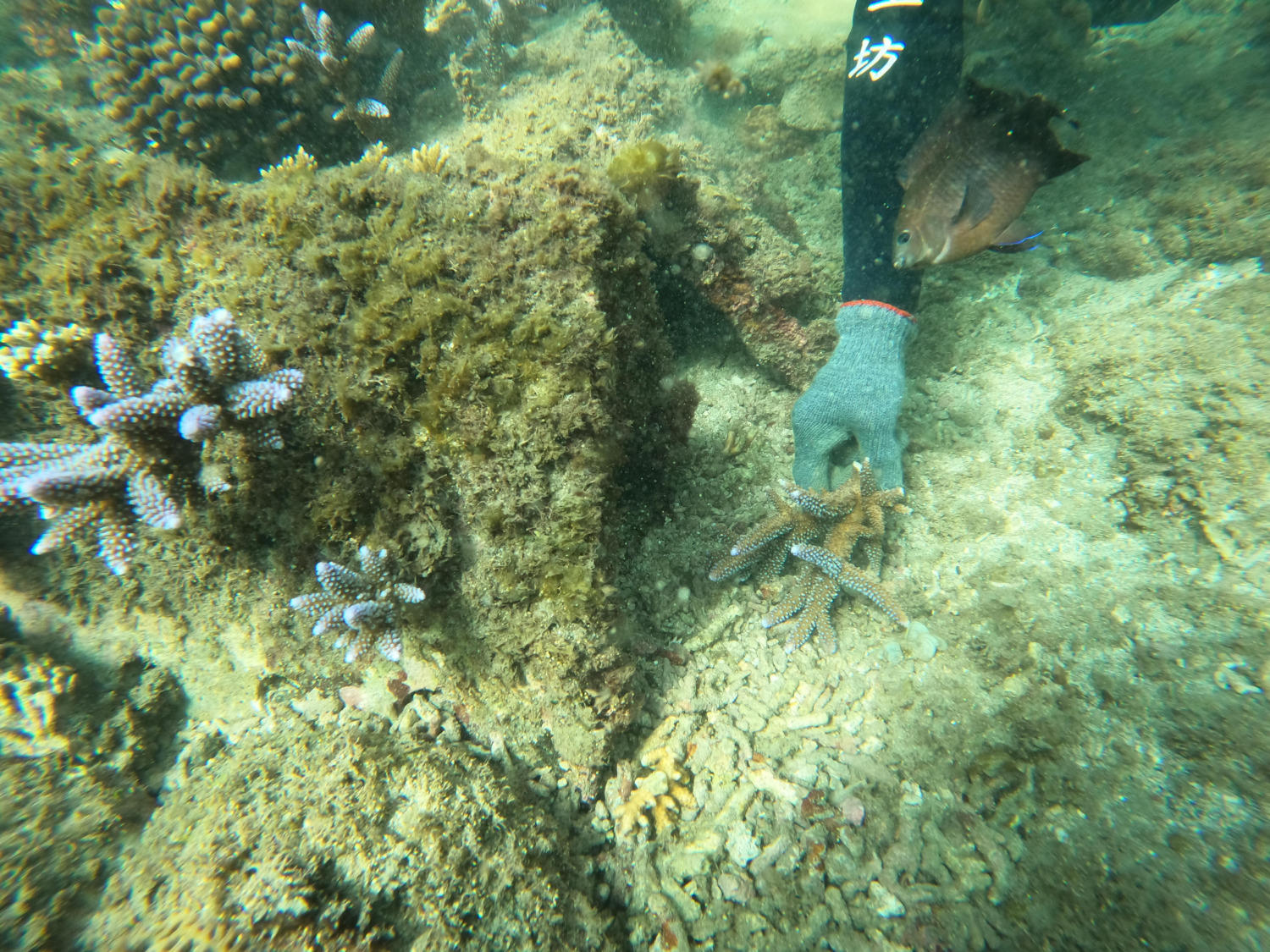 澎湖珊瑚復育計畫成效良好   皆須依法經縣府始得進行
