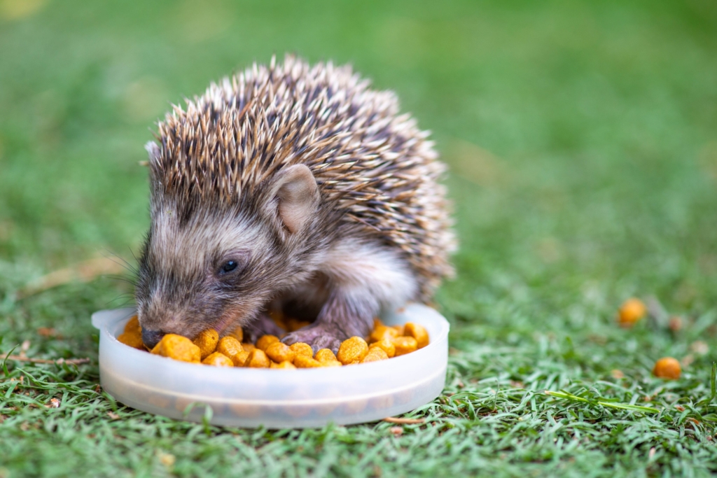 刺蝟是雜食動物，可以吃貓科動物飼料。圖/123RF圖庫