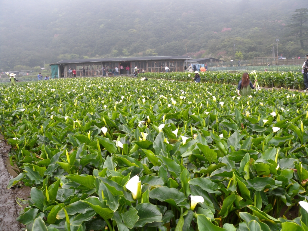 陽明山春季的時候海芋盛開，夏天則是開滿杜鵑和繡球花，非常漂亮。圖/123RF圖庫