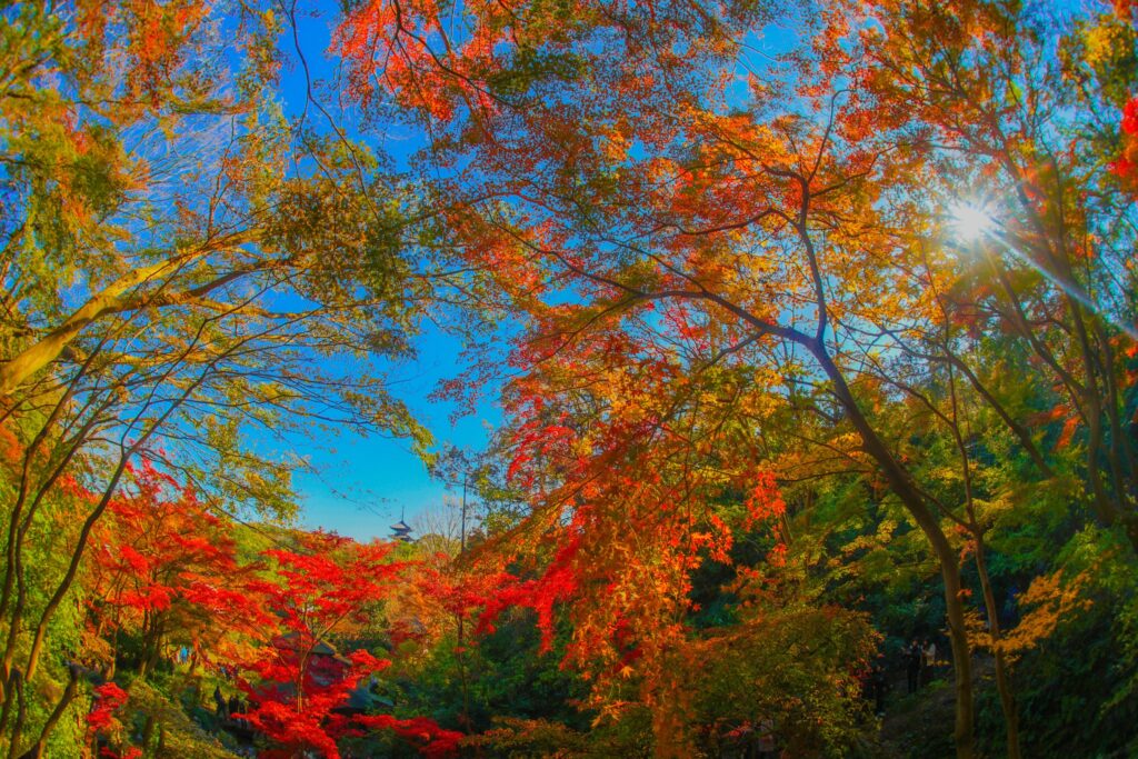 神奈川縣的楓葉美景，每年吸引成千上萬的旅人造訪。圖/123RF圖庫