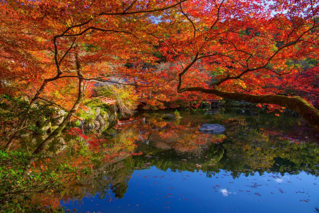 京都醍醐寺的楓葉美景也很有名，美得像一幅畫。圖/123RF圖庫