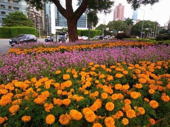 1千5百餘盆的草花，有夏堇、千日紅、鼠尾草、萬壽菊等種類。圖/臺北市政府