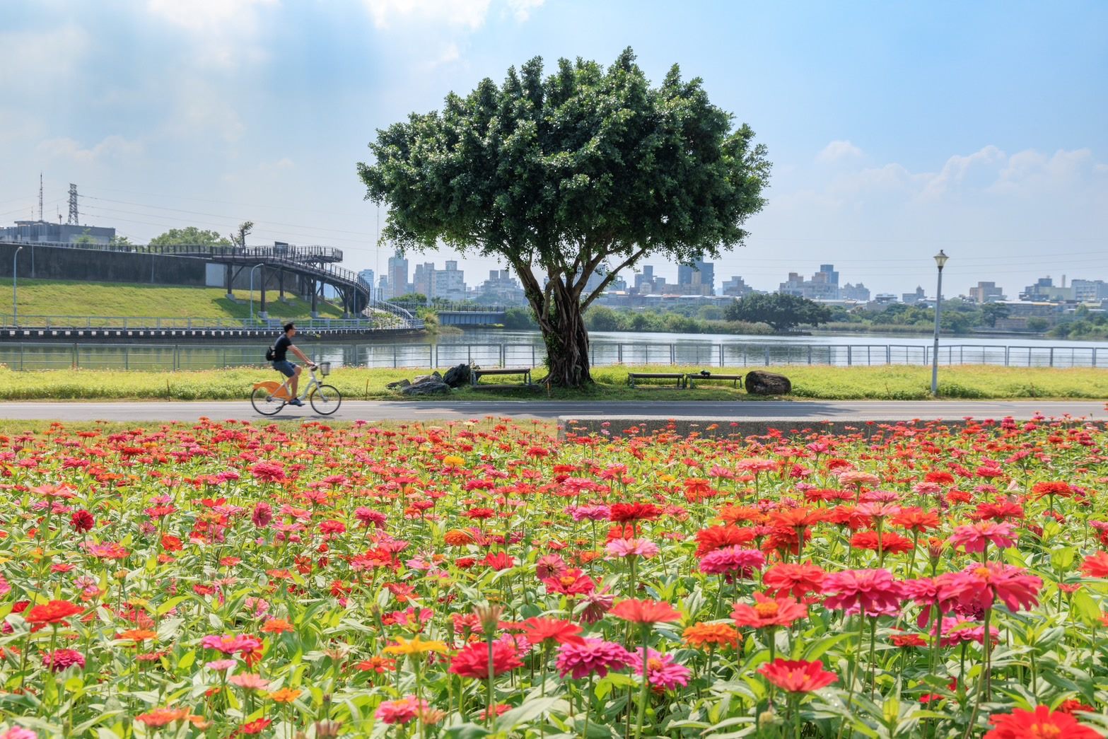 北市首波河濱花海就在河雙21號河濱公園，數萬株的百日草在微涼的秋風吹拂下綻放。圖/臺北市政府