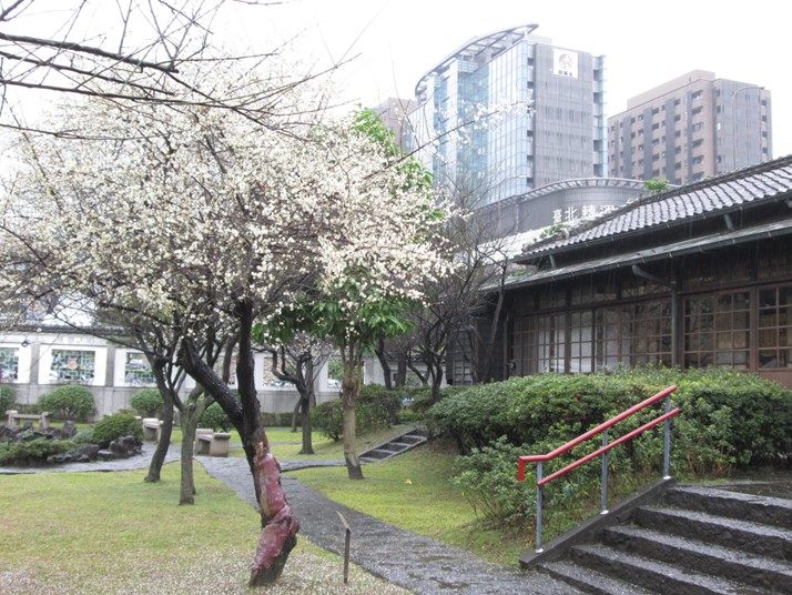 往年梅花盛開美景 圖/臺北市政府