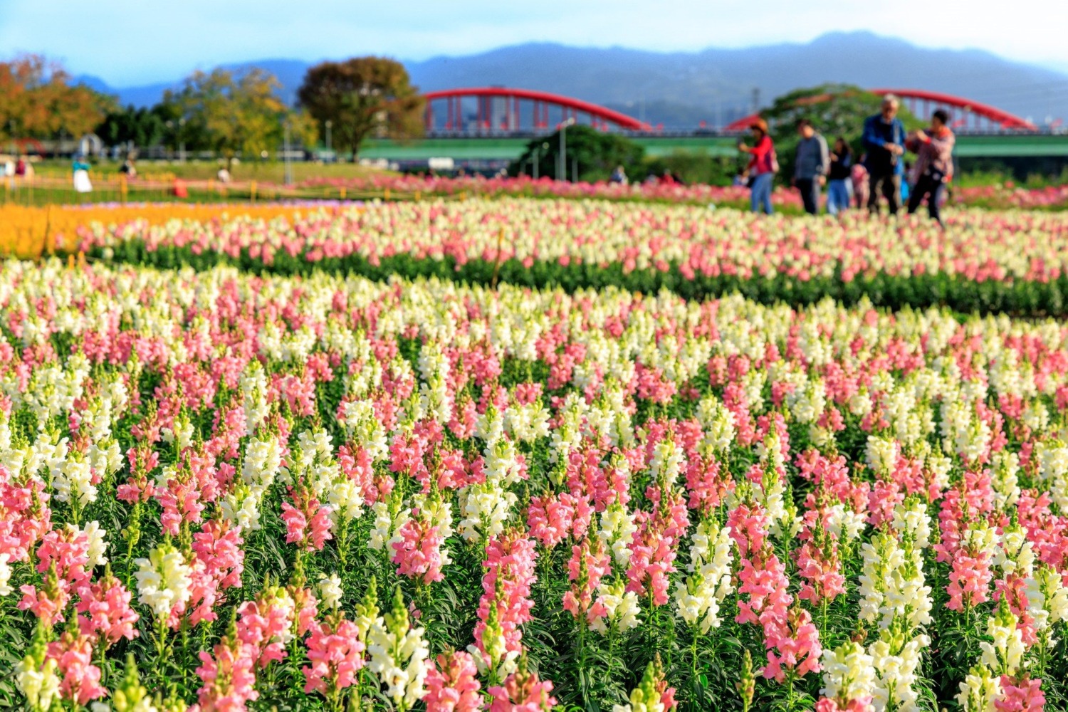 粉色系草花舖出花海 圖/臺北市政府