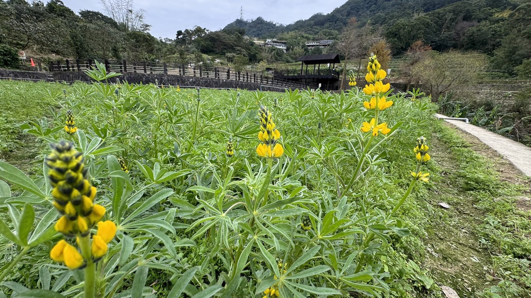 魯冰花 圖/臺北市政府