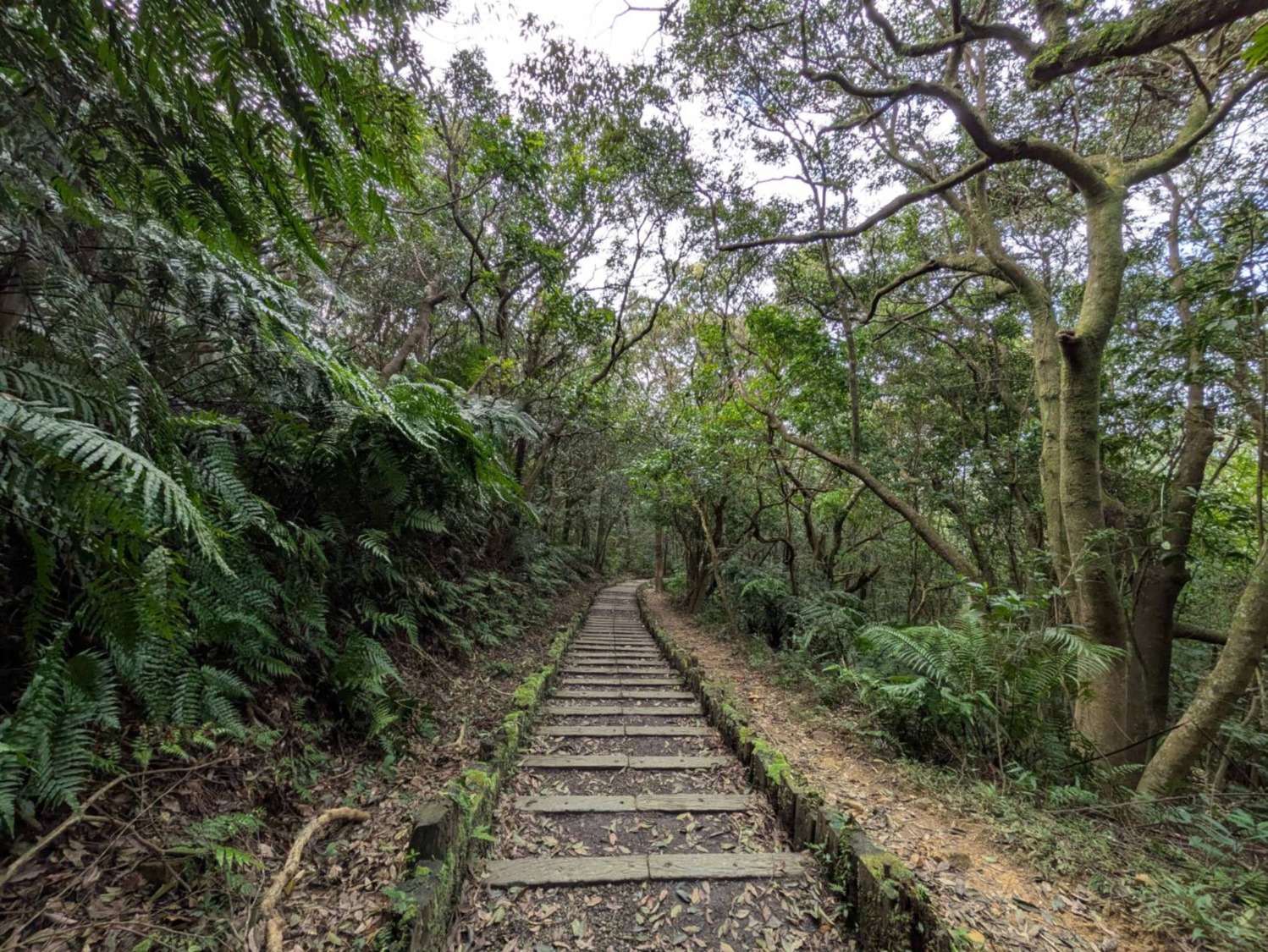 大崙頭自然步道 圖/臺北市政府提供