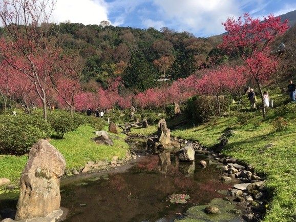 陽明公園櫻花 圖/臺北市政府