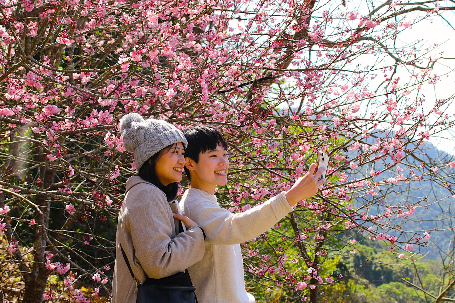 新社櫻花季二月初開跑  賞花順遊燈會女媧風采