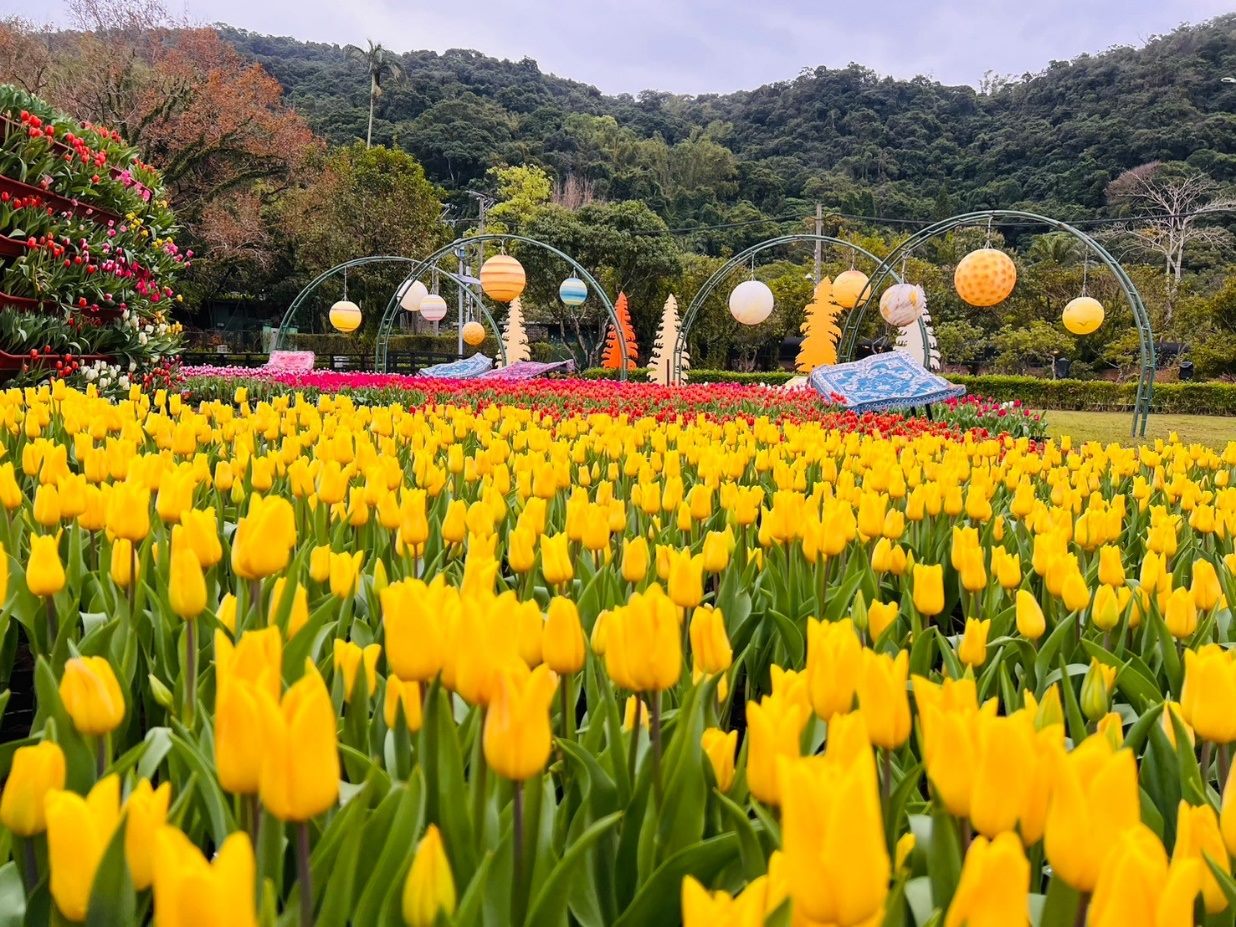 鬱金香花海 圖/台北市政府