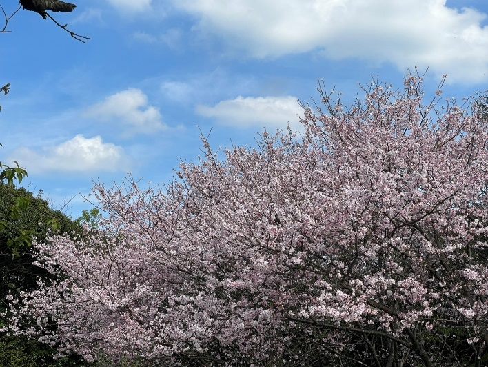 陽明山櫻花盛開 圖/台北市政府