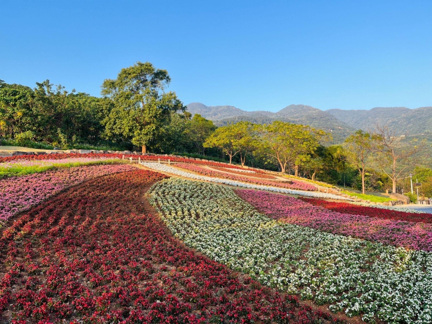 三層崎花海 圖/台北市政府