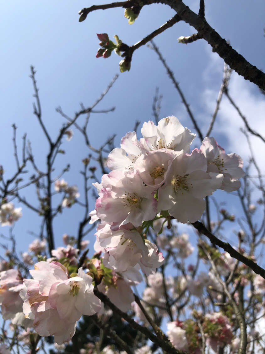 陽明山花季落幕，明年再見美麗的自然風景 圖/台北市政府