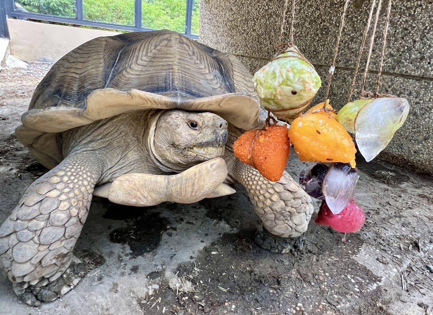 壽山動物園家族成員拆粽葉萌樣超療癒