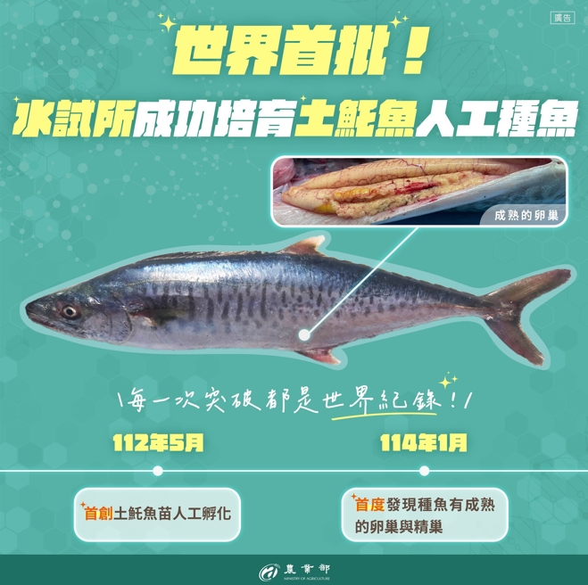 農業部臉書貼文表示，水試所培育土魠魚人工種魚。(圖/農業部)