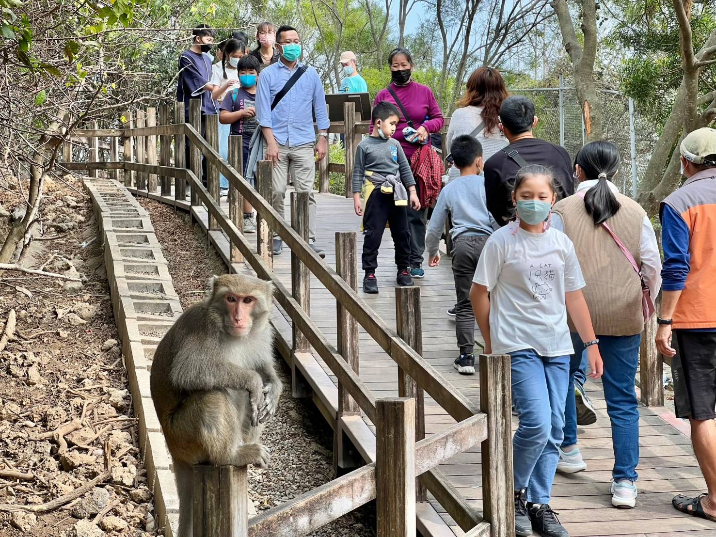 壽山動物園推人猴共存新思維  舉辦創意設計大賽 徵集獼猴宣導金句