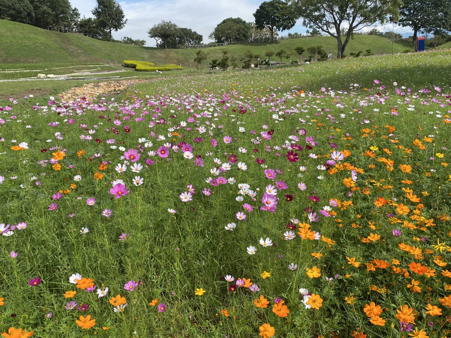后里環保公園迎立冬雙色盛景 波斯菊花海與落羽松林秘境夯