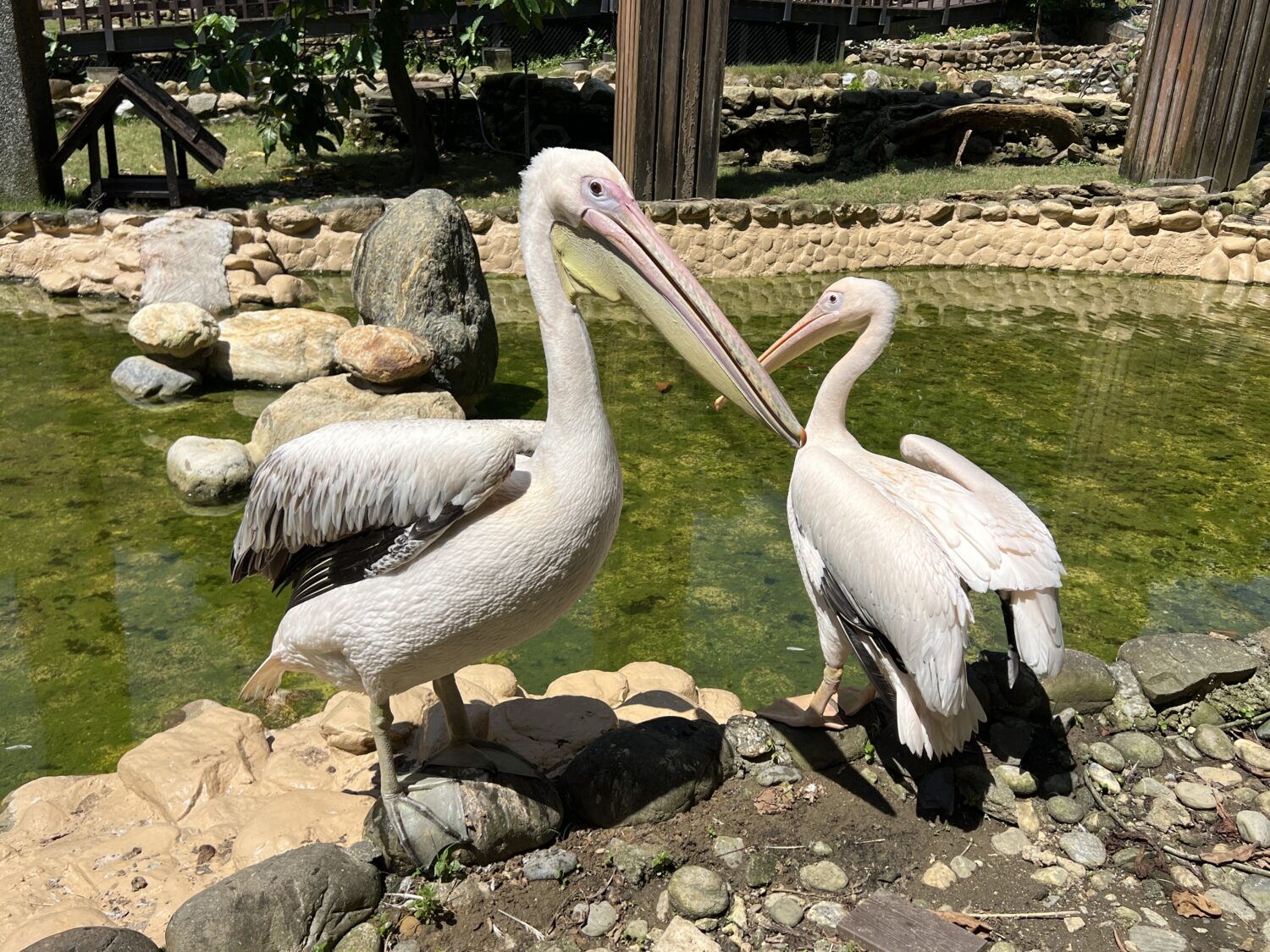 壽山動物園歲末迎「新」鵜鶘、侏儒羊萌翻天報到啦