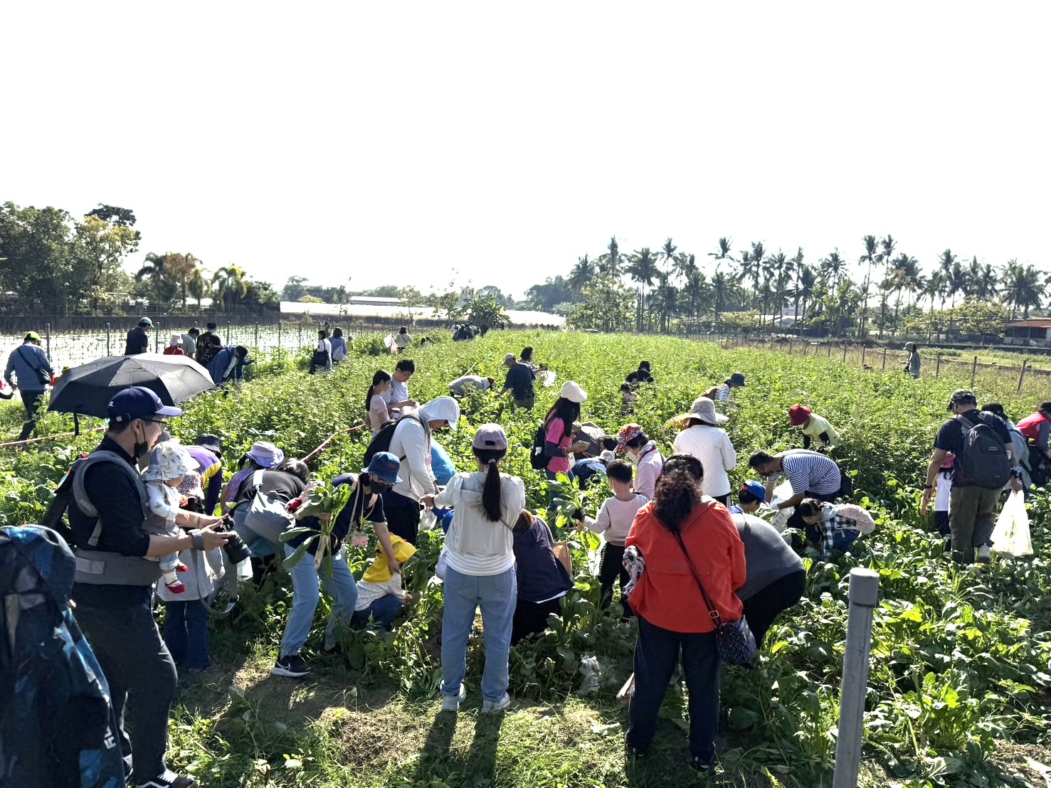 高市客委會 x 火焰蟲幼兒園 百童變身小農夫體驗客庄蘿蔔採收樂