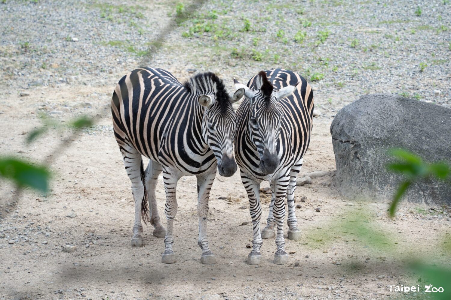 查普曼斑馬 圖/台北市立動物園、台北市政府