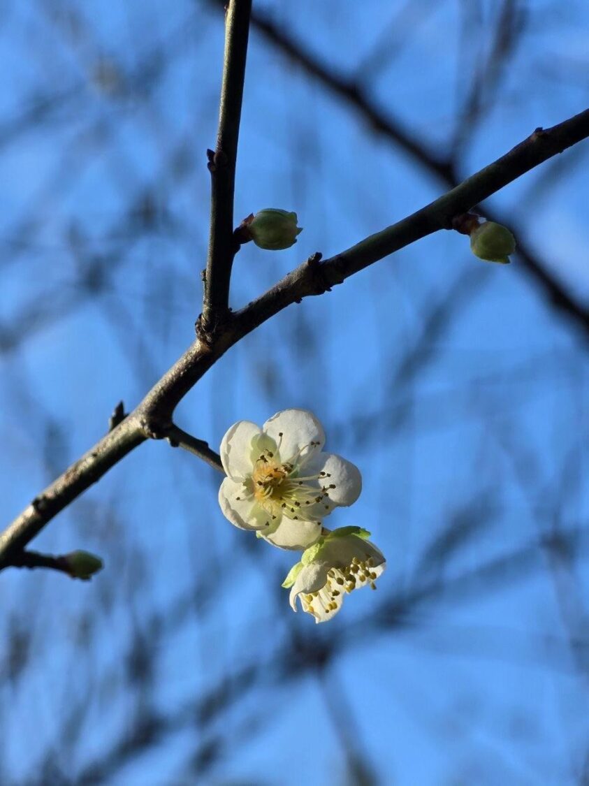 南港公園梅花 圖/臺北市政府