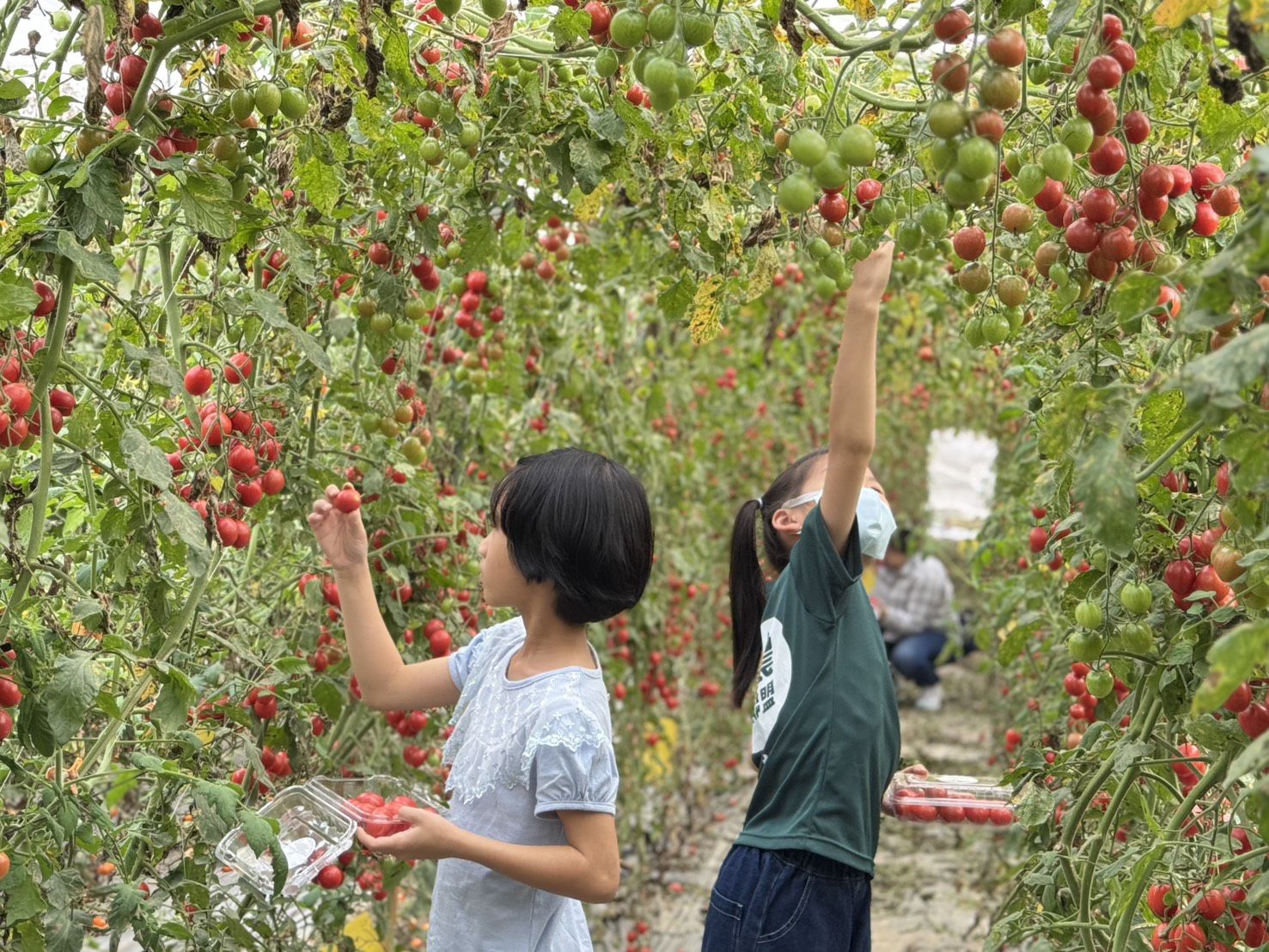 高雄農業局助攻食農教育   農場番茄拼圖教具推廣產地到餐桌