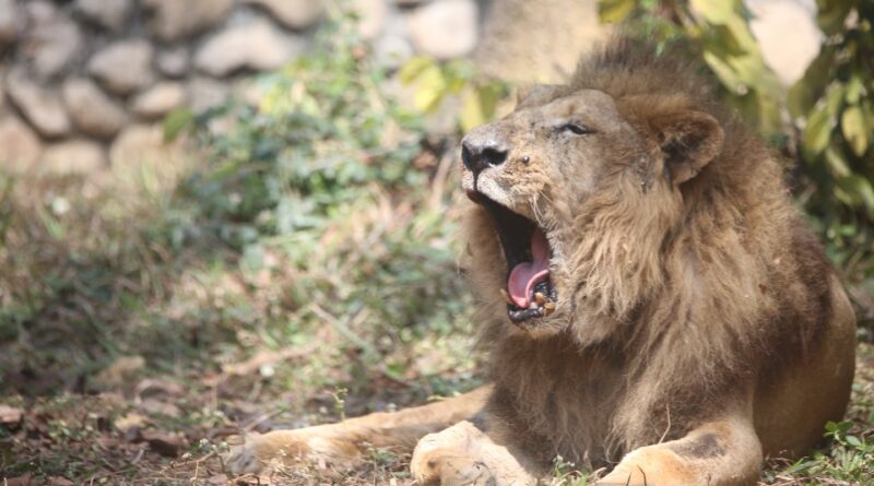 壽山動物園百歲獅王二哥離世  醫療團隊守護最後一程