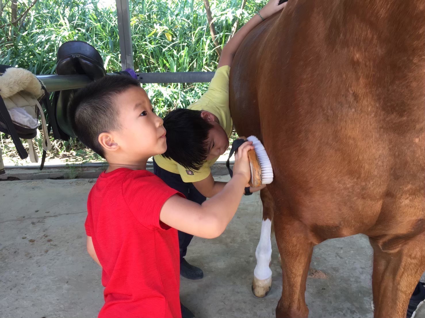 從真實接觸中認識馬術運動背後的照護、安全與尊重。